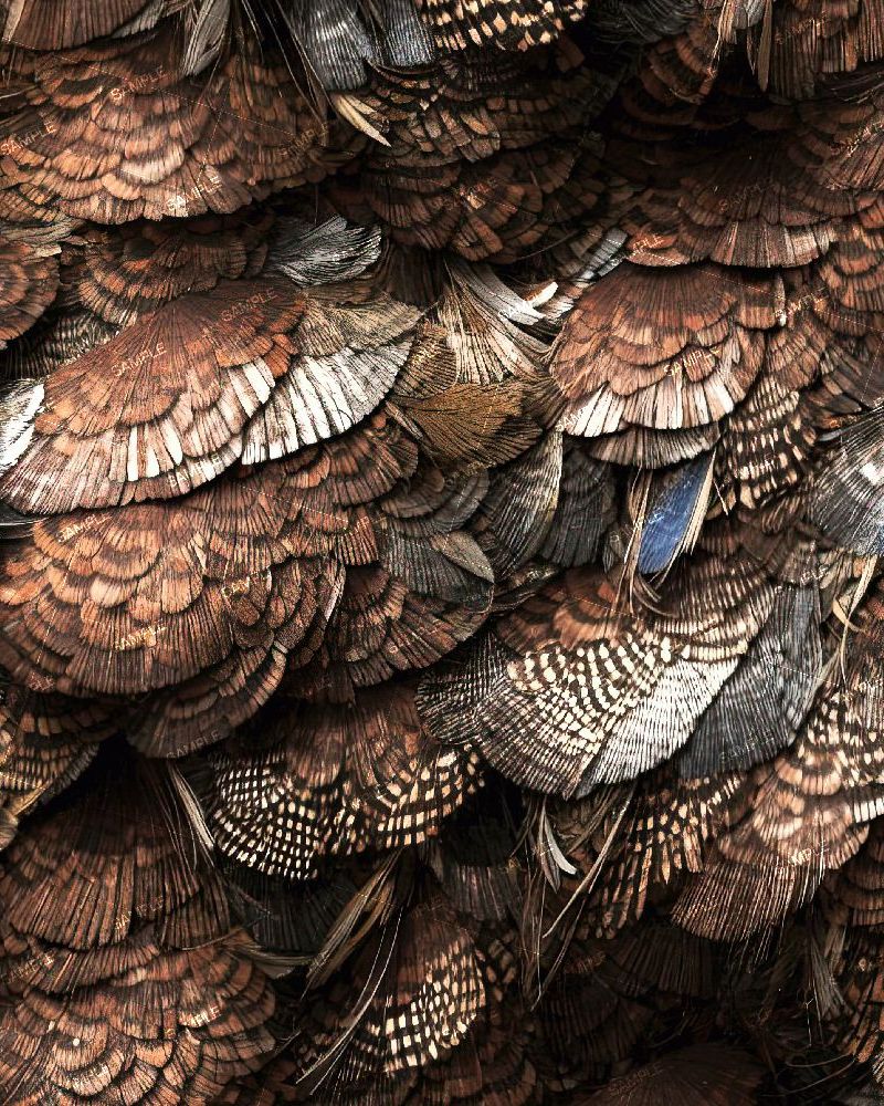 Sports Bird Feathers