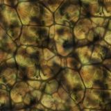 Tactical-Camouflage-224.jpg