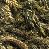 Tactical-Camouflage-230.jpg
