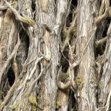 Tactical-Camouflage-245.jpg