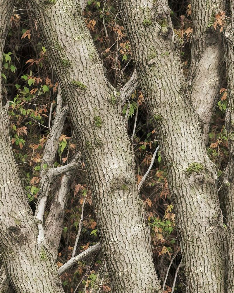 Tactical Camouflage 251