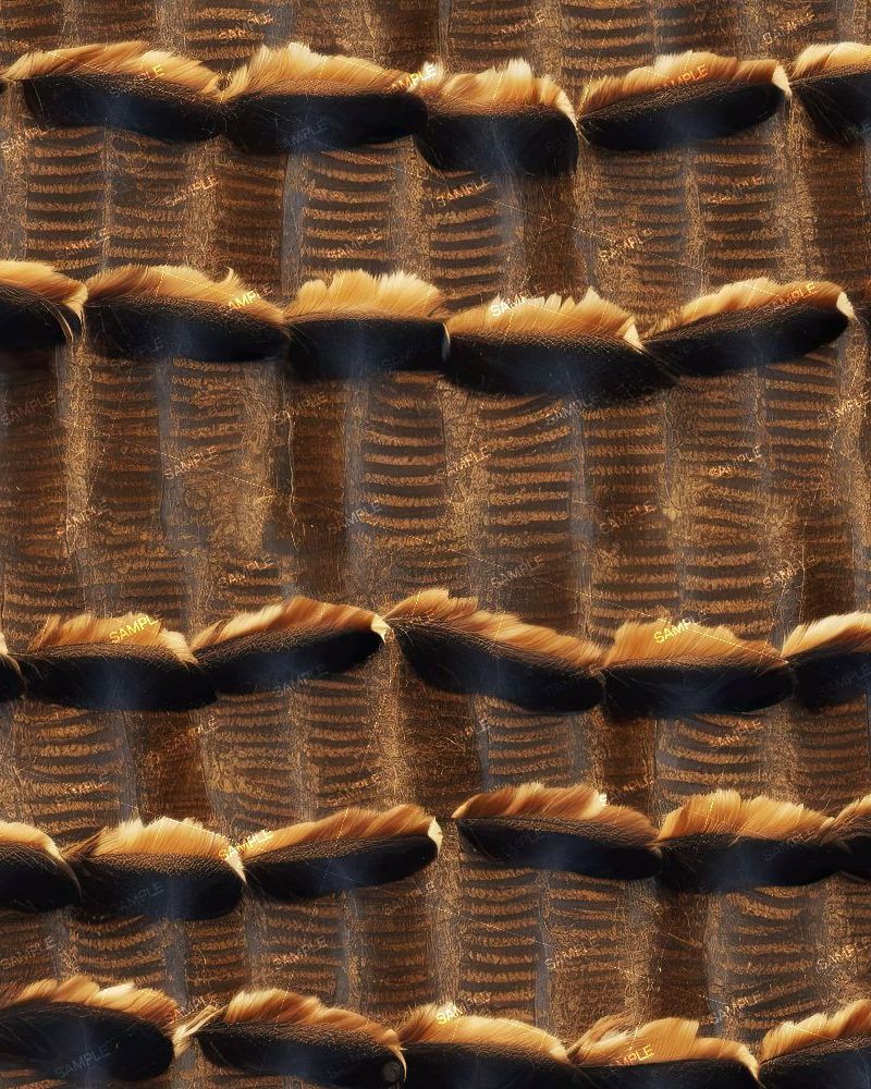 Turkey Feathers 44