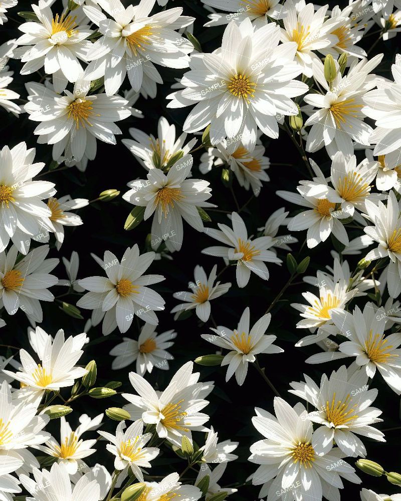 White Flower Bush 43