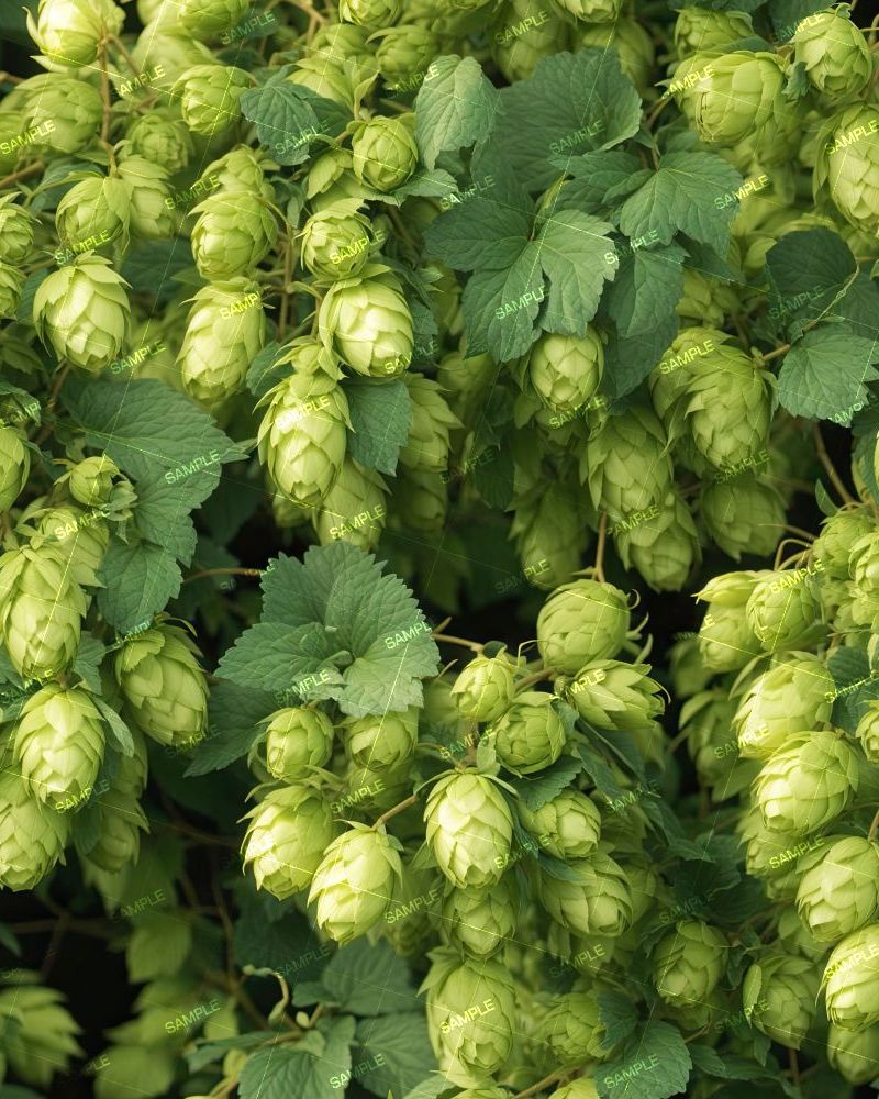Hops Vine 42