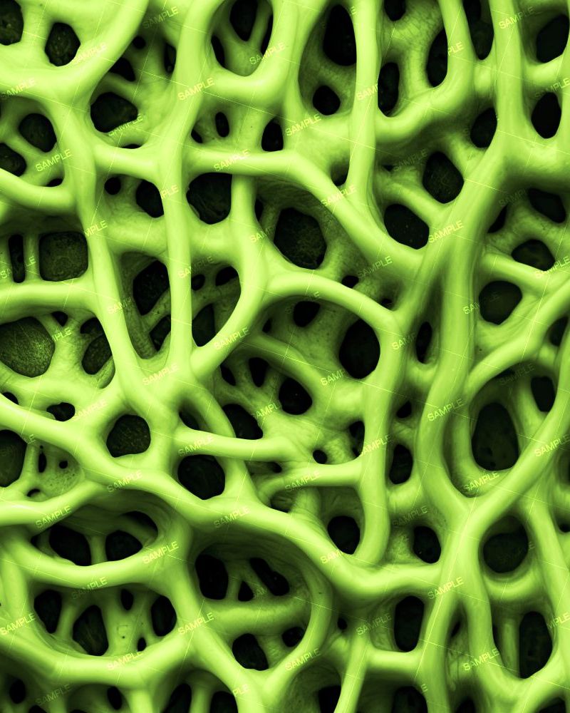 Alien Organism 33