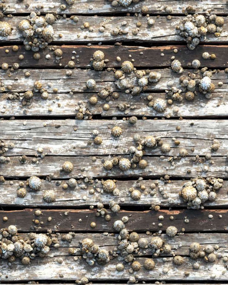 Barnacles on Old Ship Wood