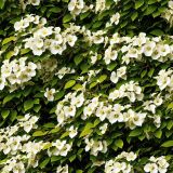 Catalpa-Tree.jpg