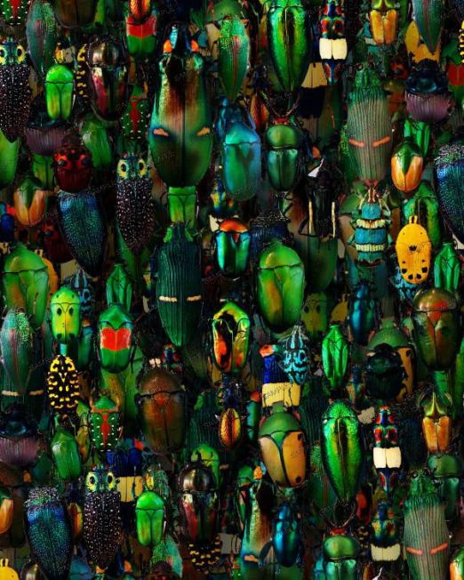 Insects