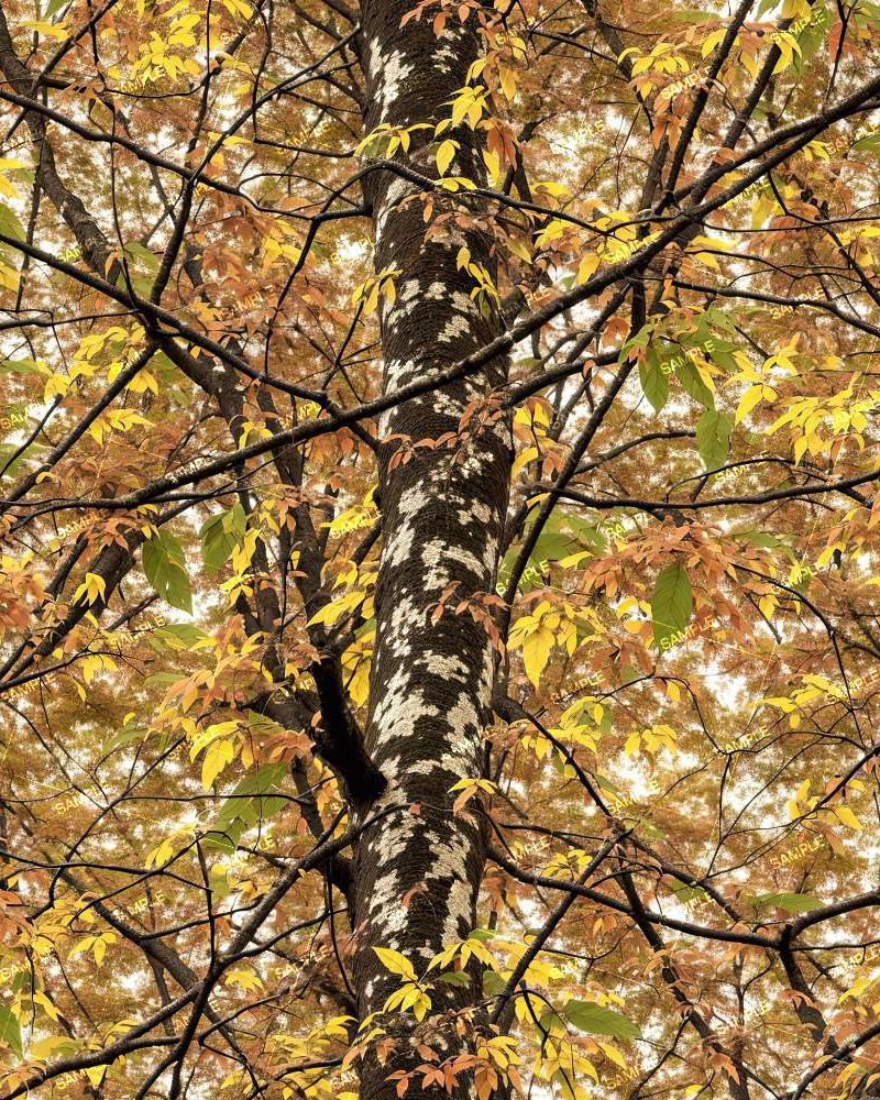 Tactical Camouflage 28
