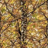 Tactical-Camo-28.jpg