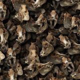 Boars Skulls 22