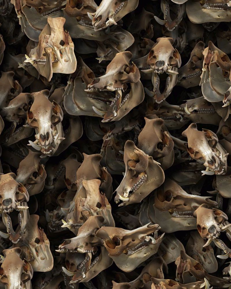 Boars Skulls 22
