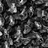 Boars Skulls 23
