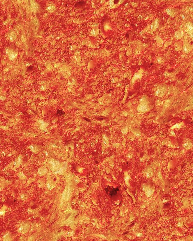 Grilled Cheese Sandwich