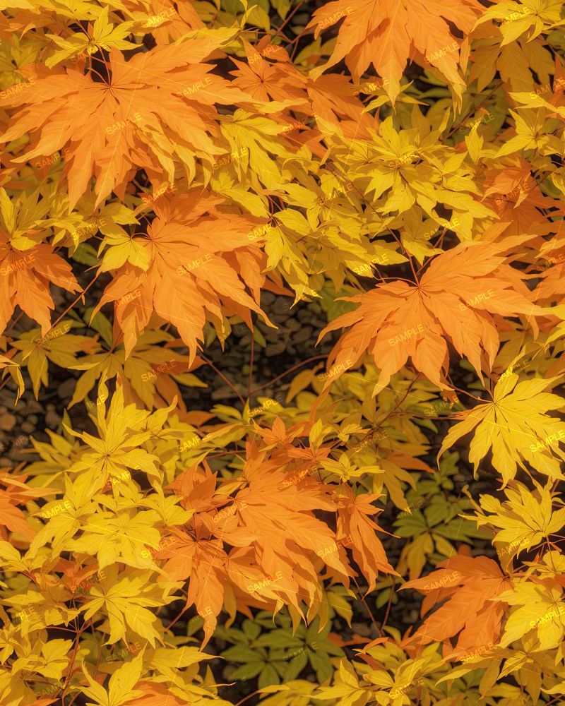 Japanese Maple 25