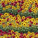 Sunflower-Fields-Forever.jpg