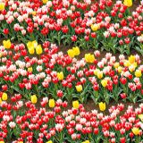 Tulip-Fields-Forever.jpg