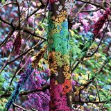 Unicorn-Forest-Camouflage-42.jpg
