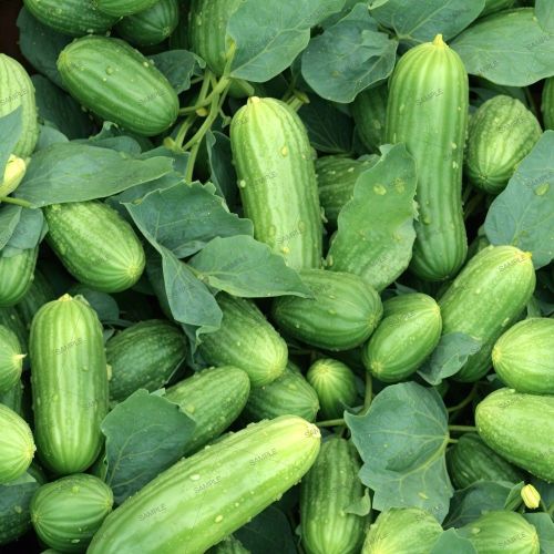 Cucumbers on the Vine