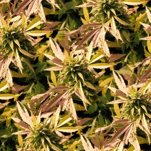 Kush Camouflage 49