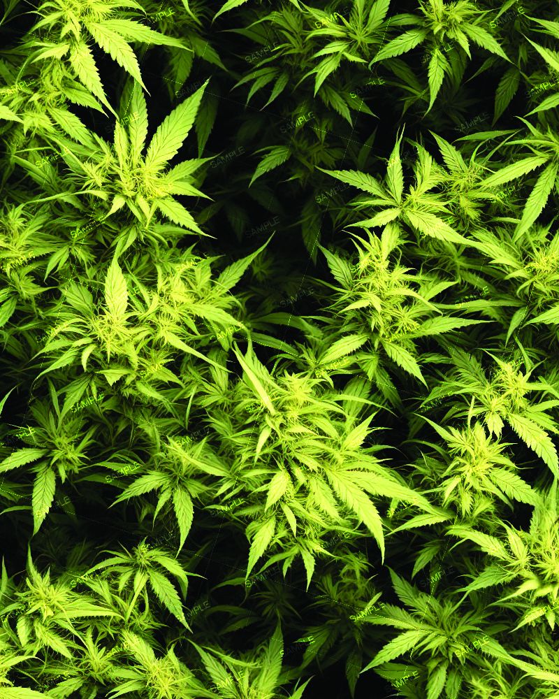 Kush Crop 43