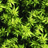 Kush-Crop-43-1.jpg