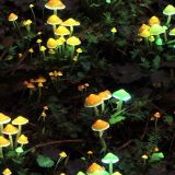 Luminous Mushrooms