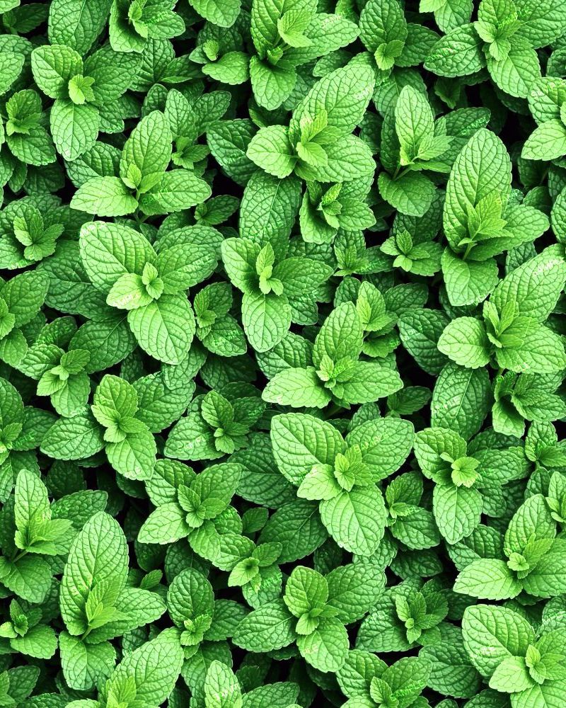Mint Leaves