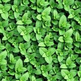 Mint-Leaves.jpg