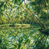 Palm-Tree-Lagoon.jpg