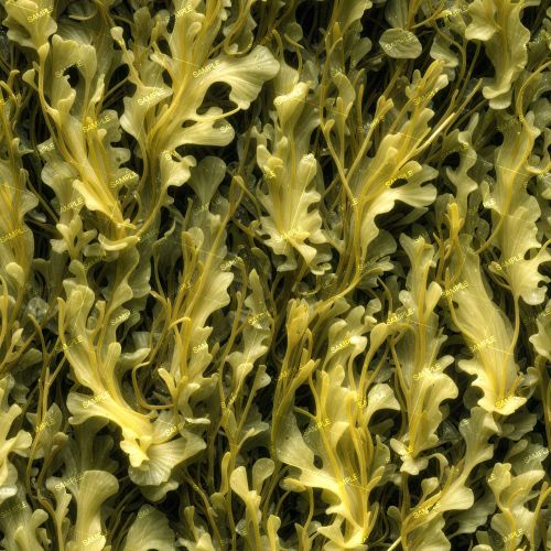 Seaweed Camouflage 42