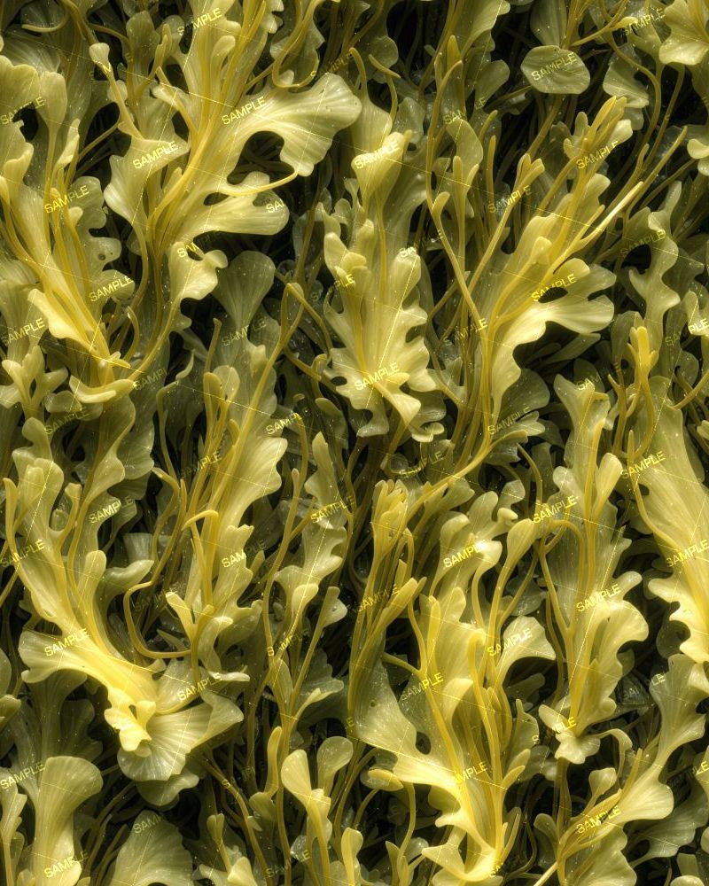 Seaweed Camouflage 42