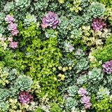 Succulent-Wallscape.jpg