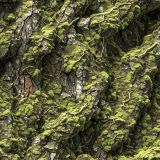 Tactical-Camo-283.jpg