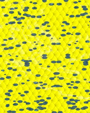 Yellow Mahi Scales