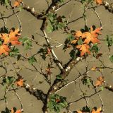 Chinese Camouflage 23