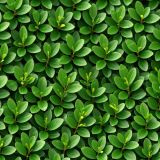 English-Boxwood-48.jpg