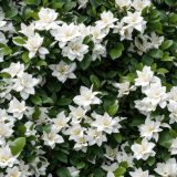 Gardenia-Bush-43.jpg