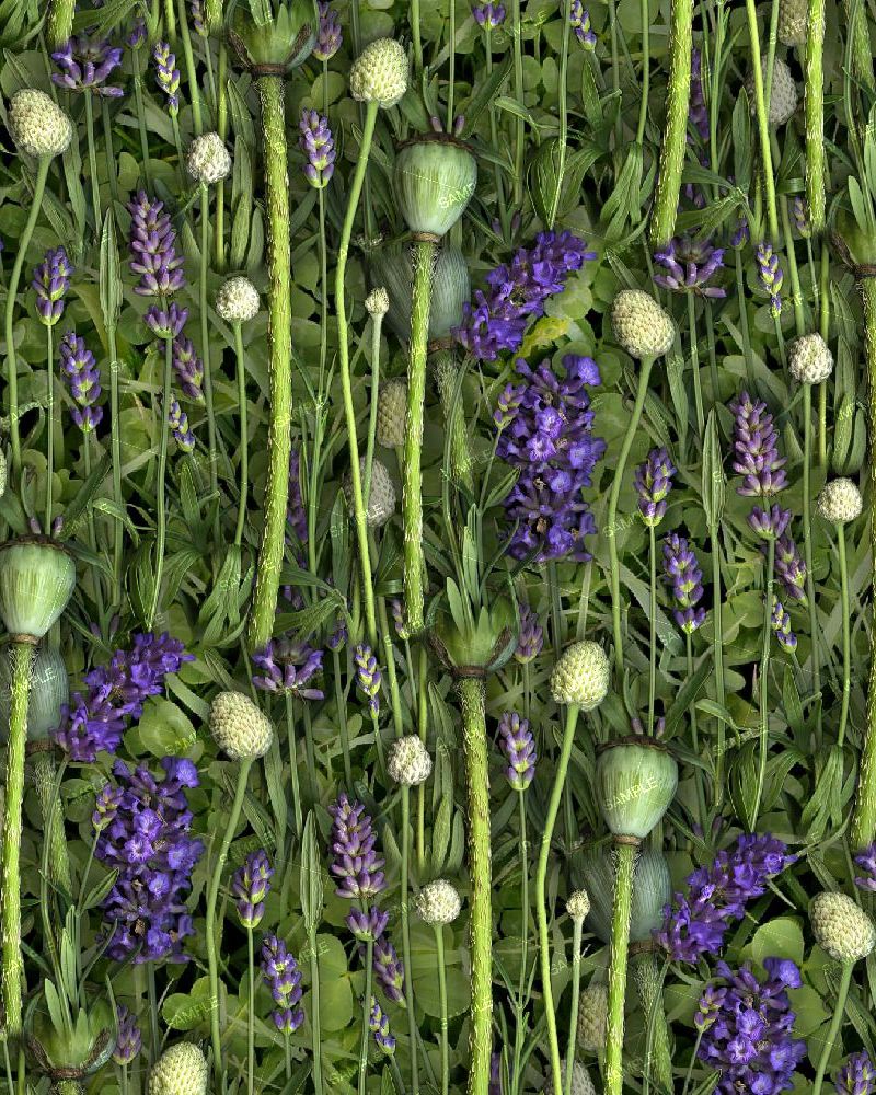 Lavender and Poppy Pods