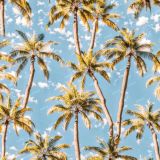 Miami-Palms.jpg