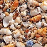 Seashells-48.jpg