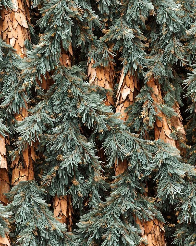 Spruce Country Camouflage