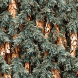 Spruce-Country-Camo.jpg