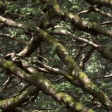 Tactical-Camo-306.jpg