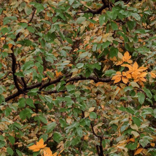 Tactical Camouflage 52