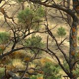 Texas-Backcountry-Camo-46.jpg