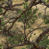 Texas-Backcountry-Camo-48.jpg