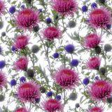 Thistle-48.jpg