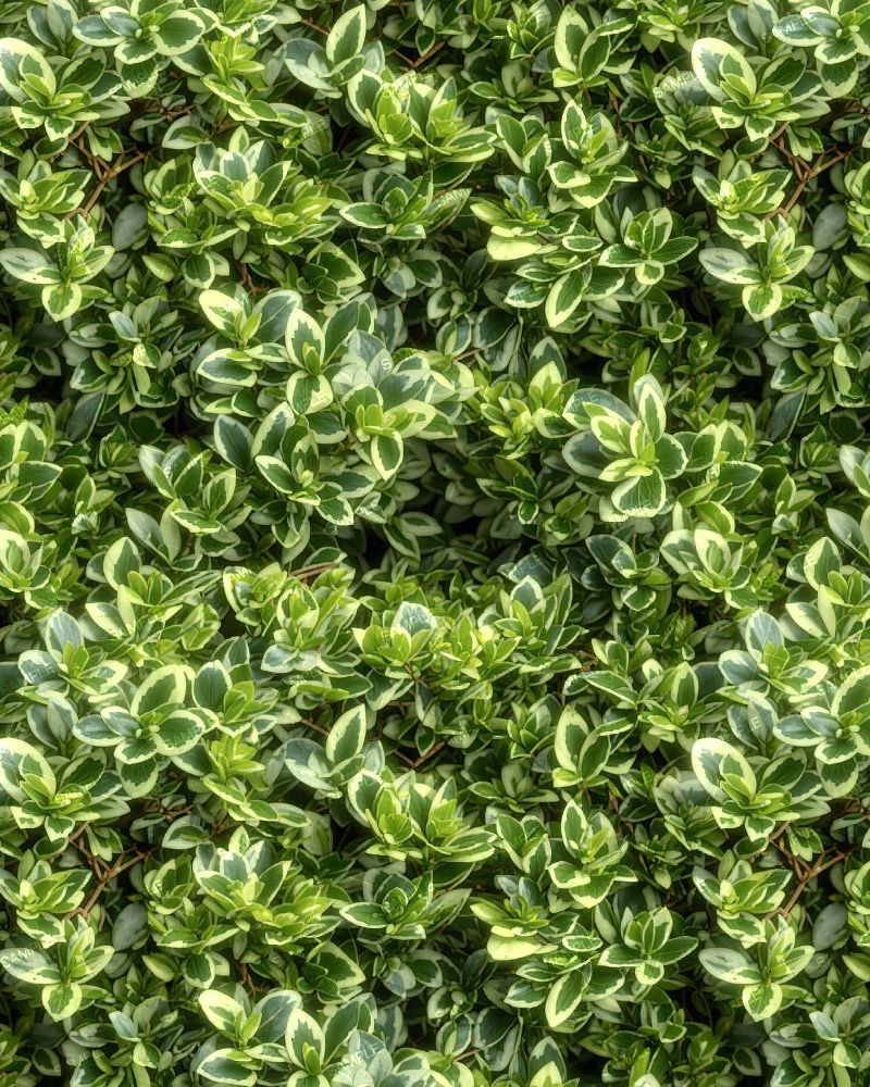 Verigated English Boxwood