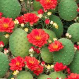 Cactus Flowers 44